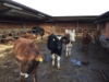 IMG 1264 - Kopie